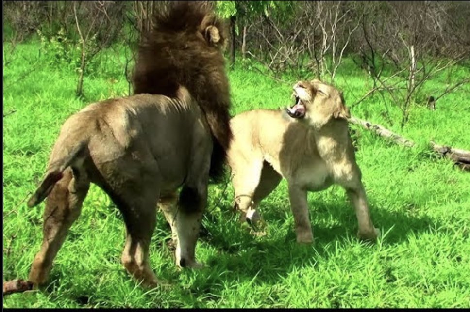 Retarded chud femcel when a sensitive young man hits on them