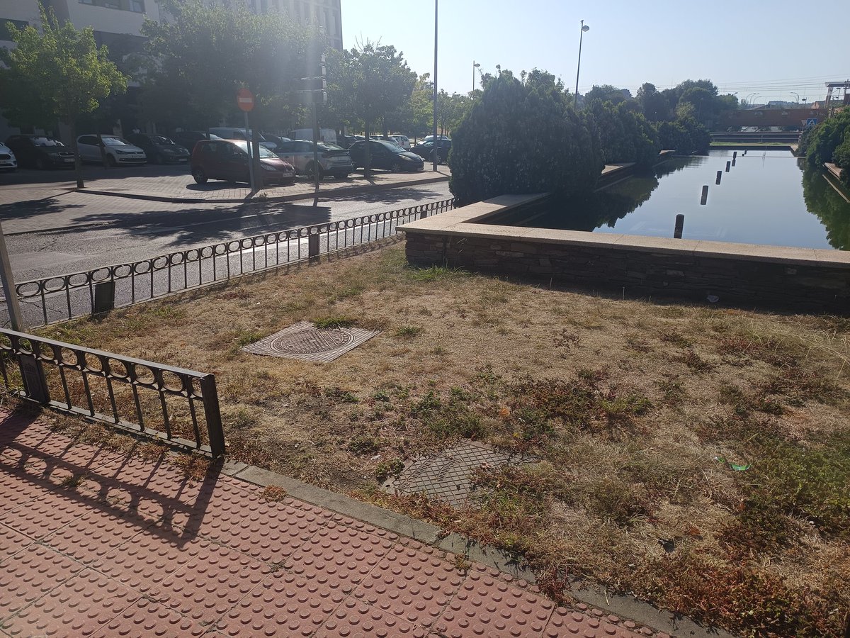Cuando normalizamos  tener los jardines de #alcorcon así... ,secarrales carentes de humedad , agua y de color verde .
Habitantes mediocres ,pasotas y conformistas  o que veneran  más sus segundas residencias que donde viven habitualmente. Yo me niego a ser un cacho de ojos andant