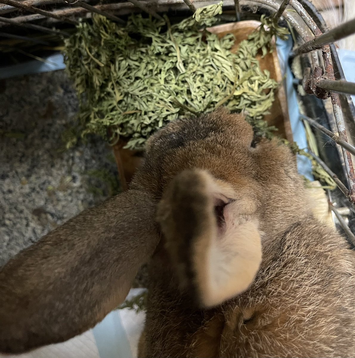 ケージ掃除して、おやつ

クワクワさん<a href="/maronlady726/">ｸﾜｸﾜ</a> 
のにんじん葉っぱおやつにうまうま🥕🌿🌿🌿