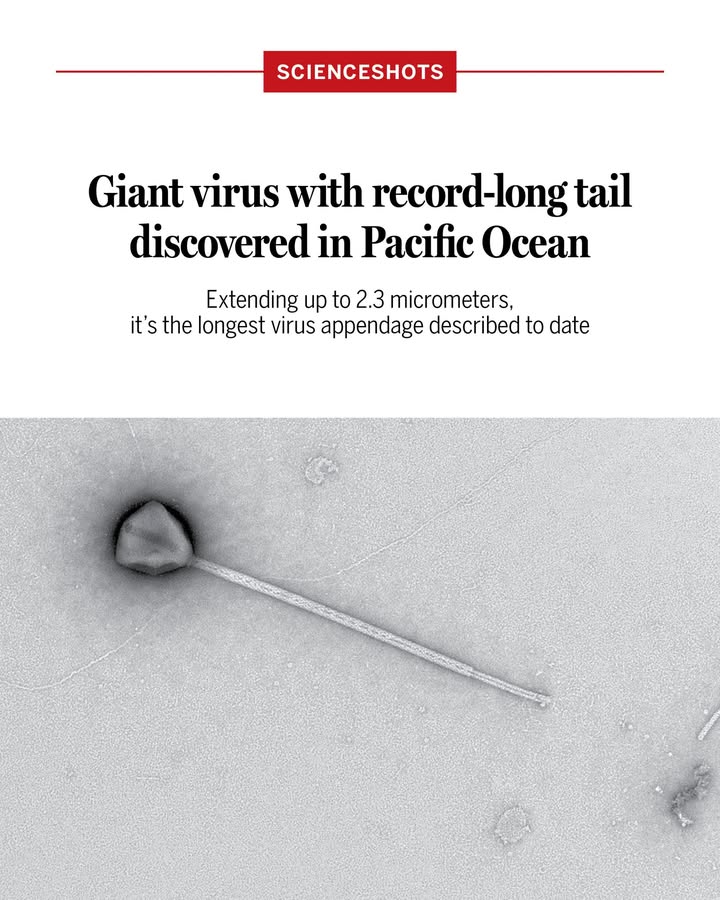 The recently discovered giant virus PelV-1 has a tail of unprecedented length.

Learn more: scim.ag/4lqcJcc