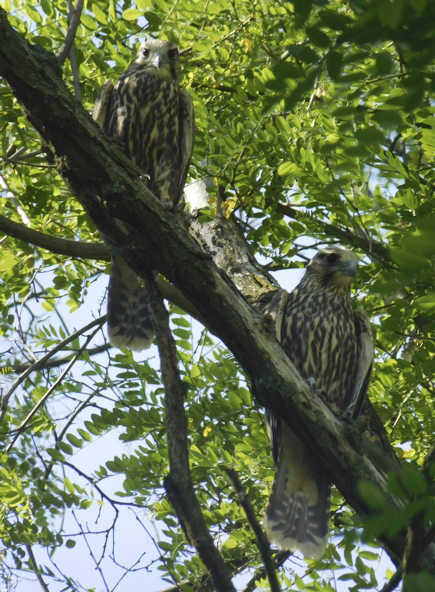 ornishungarica's tweet photo. Falco 5/16
In 2011–2022, the Saker Falcon population in the Czech Republic fluctuated between 2 and 10 pairs, and 105 young were reared. Photo: Vlasta Škorpíková
Check out https://t.co/H5mB1k8rYB
#Ornis #OrnisHungarica #journal #ornithology #birds #Aves #ecology #saker #trend https://t.co/eSOWxUoHpI