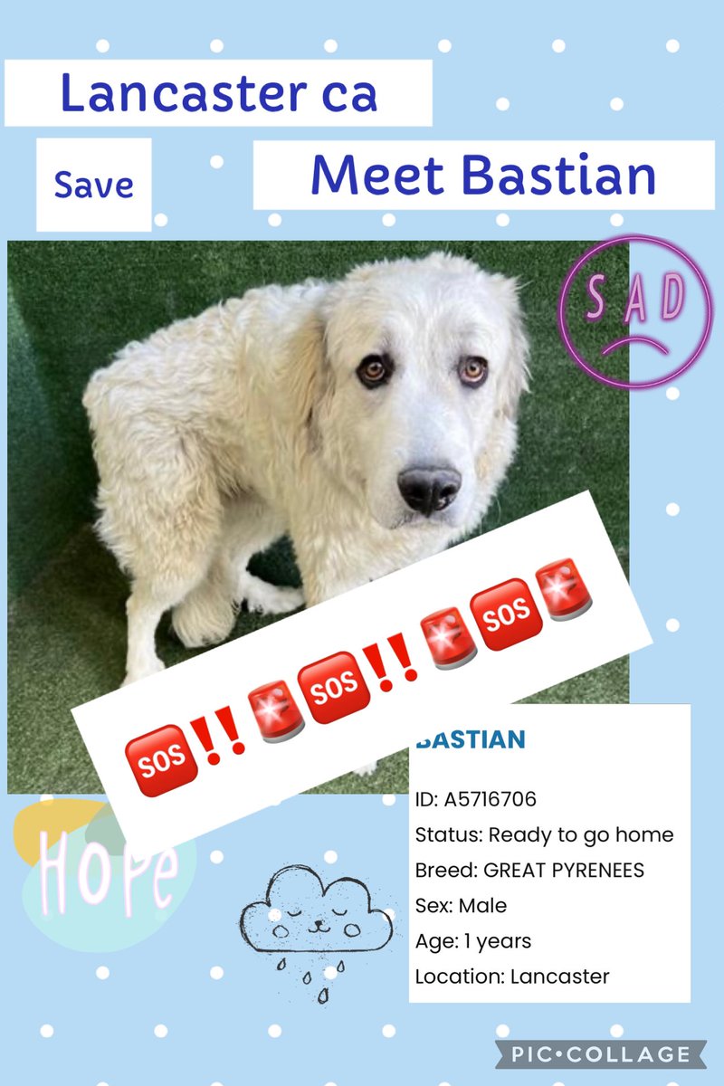 SarahjaneGille1's tweet photo. 🆘🆘🆘🆘 He needs HELP BASTIAN he was adopted and dumped back into the shelter. More and more #PYRS being dumped into shelters amazing breed #A5716706 only 1yrs old Male #compassion #kindness step up #adopt don’t be like previous owner 🆘‼️🚨 https://t.co/Xj72l6B6ba