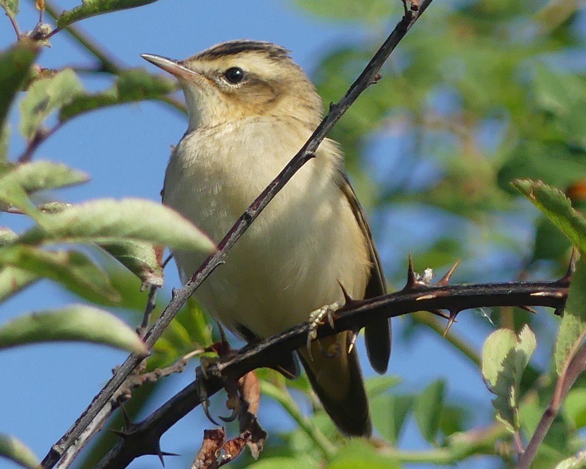 Sedge warbler at #uptonwarren posing nicely at the moors