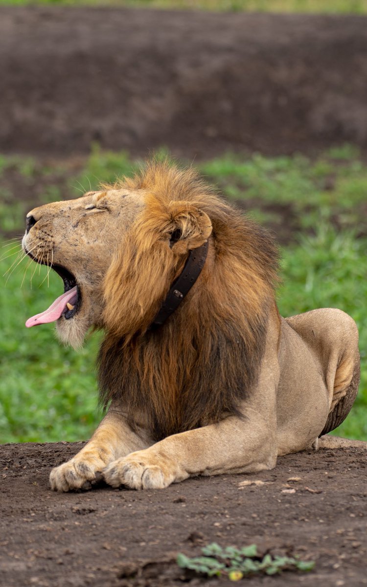 Today we roar for the kings and queens of the wild! 

Happy World Lion Day! 

Let’s protect these majestic creatures so future generations can hear their roar. #WorldLionDay #ProtectOurLions