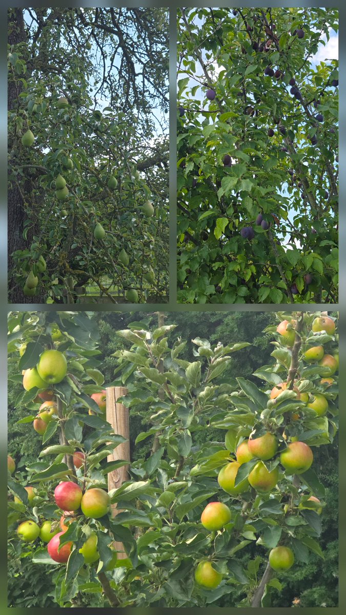 Heute mal Birnen, Pflaumen und Äpfel.