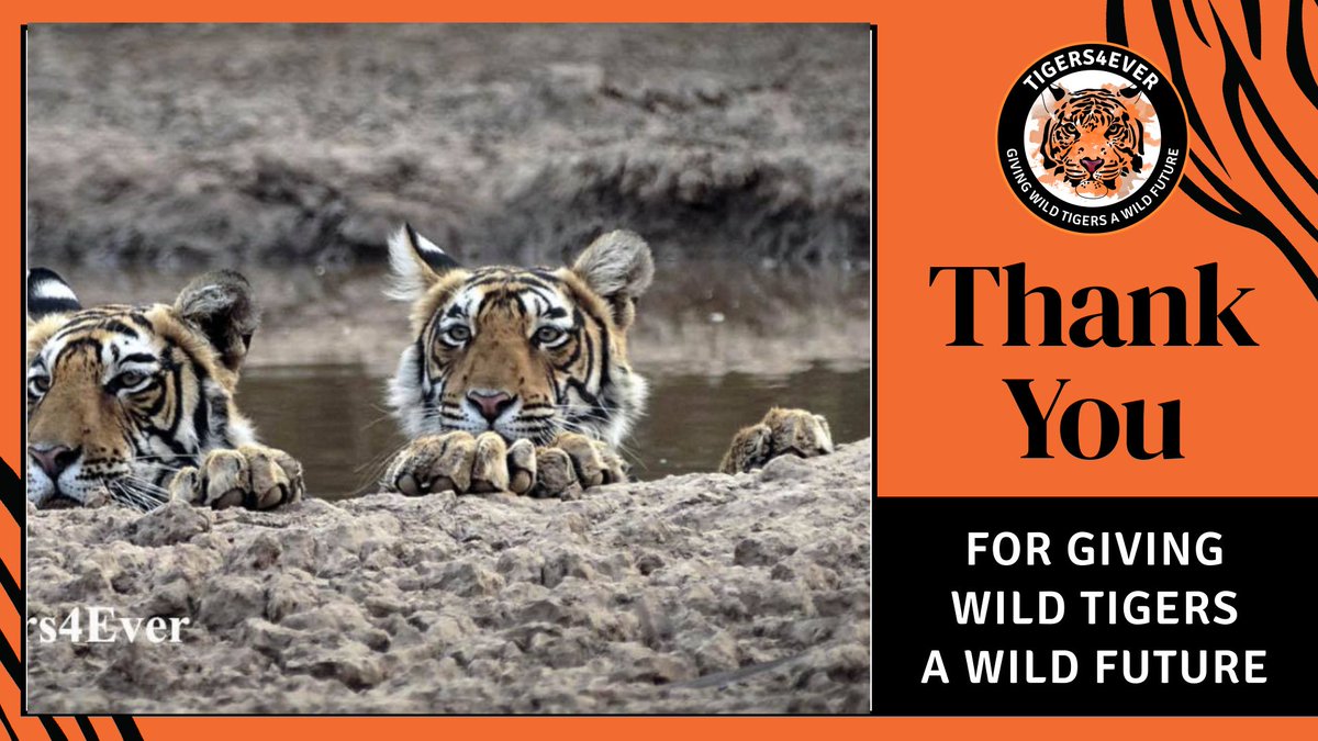 Tigers4Ever (@tigers4ever2010) on Twitter photo Huge thank you to <a href="/TypicalTigerNFT/">Typical Tigers 🐯</a> for their kind donation which will help us to ensure that the wild #Tigers have safer better habitat to live & breed in Huge thank you to <a href="/TypicalTigerNFT/">Typical Tigers 🐯</a> for their kind donation which will help us to ensure that the wild #Tigers have safer better habitat to live & breed in