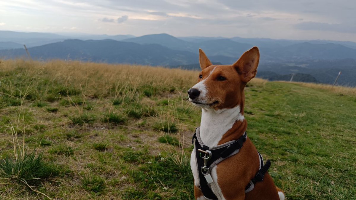 Mari_Makovkina's tweet image. Mountain walking

#basenji #Lviv #supportdog #mountain