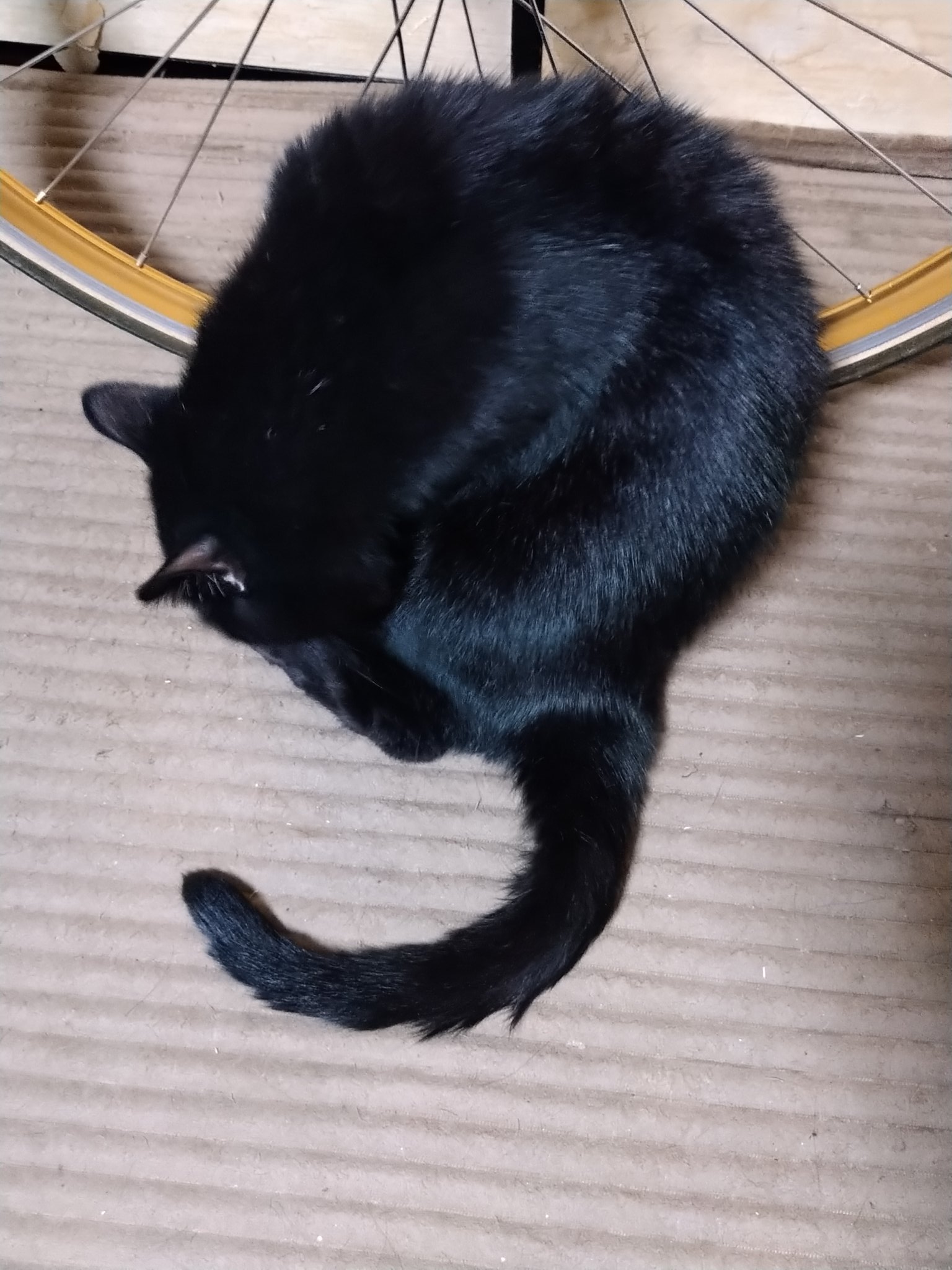 クロニャンコ on X: 