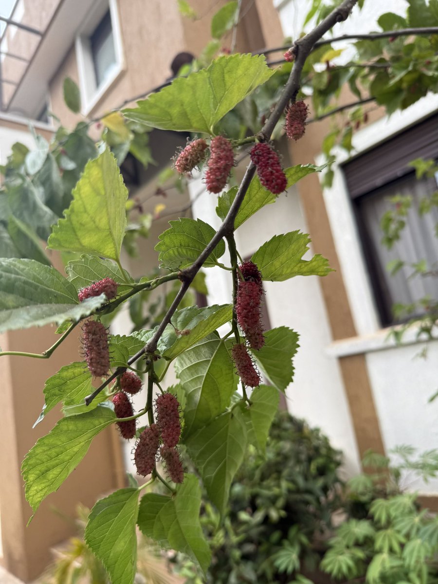 AKasingye's tweet image. Encerere. Enshaari (Runyankore). You need these two in your compound.