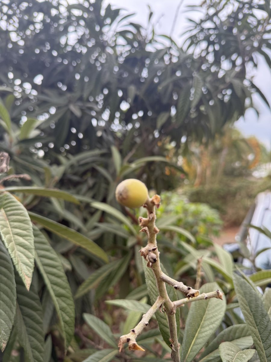 AKasingye's tweet image. Encerere. Enshaari (Runyankore). You need these two in your compound.