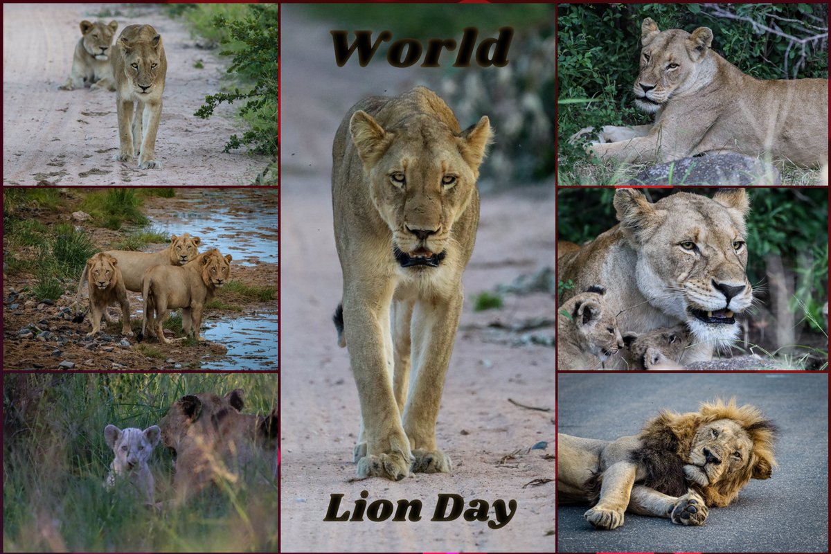 Lets raise awareness about the plight faced by Lions. Lions are extremely Beautiful and are Majestic Animals and they need our help. World Lion Day #WorldLionDay2025   #Wildearth