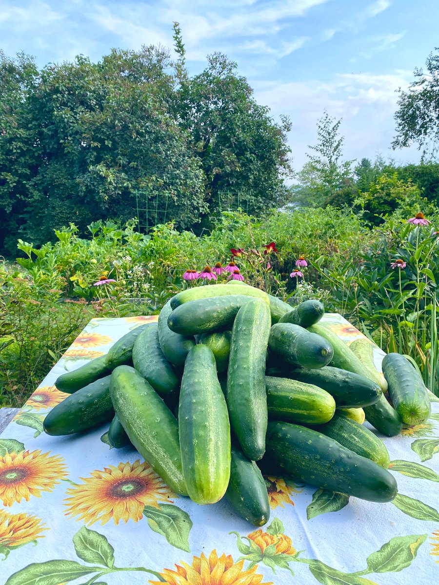 We have a saying in our house: “If you’re hungry, eat a cucumber.”