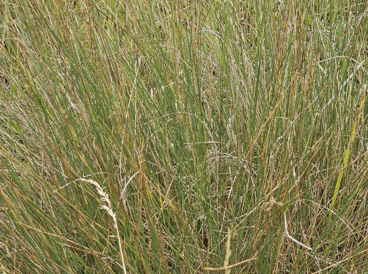Can you spot the wasp spider? 

At Hampton Nature Reserve our Reserve Warden has discovered quite a number recently!

#NatureSpot