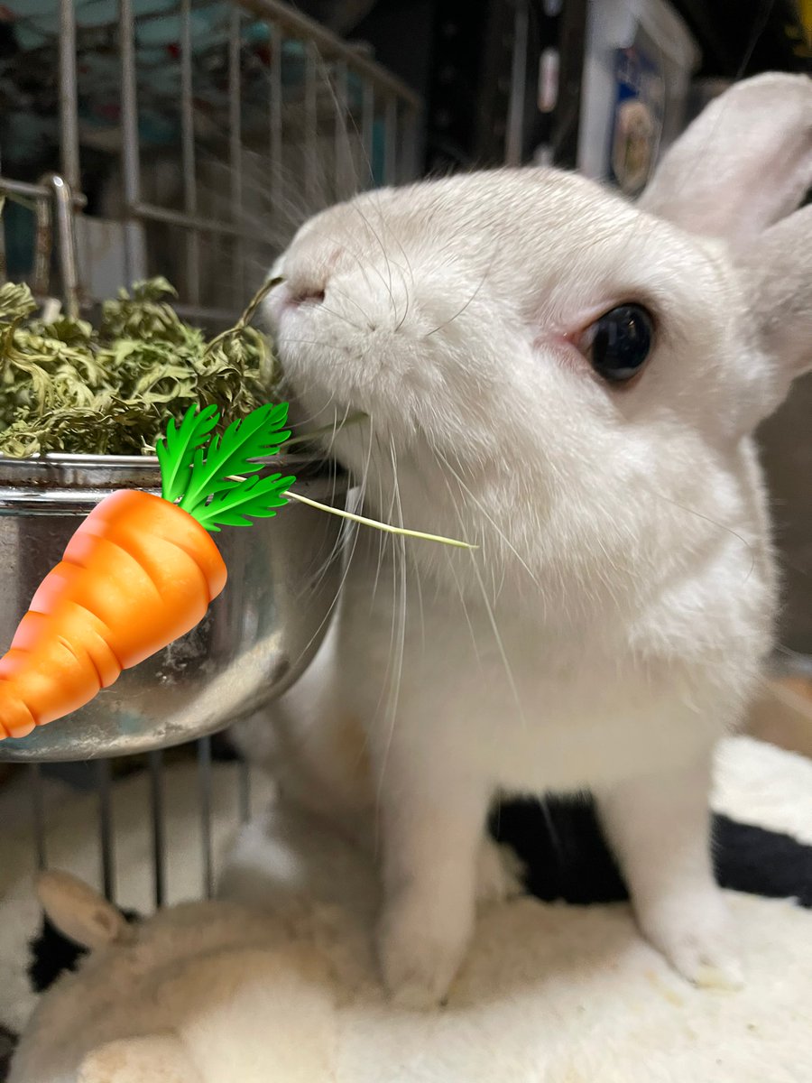 まさじぃ、来たよ🐰🐇
にんじん美味しいね🥕🌿