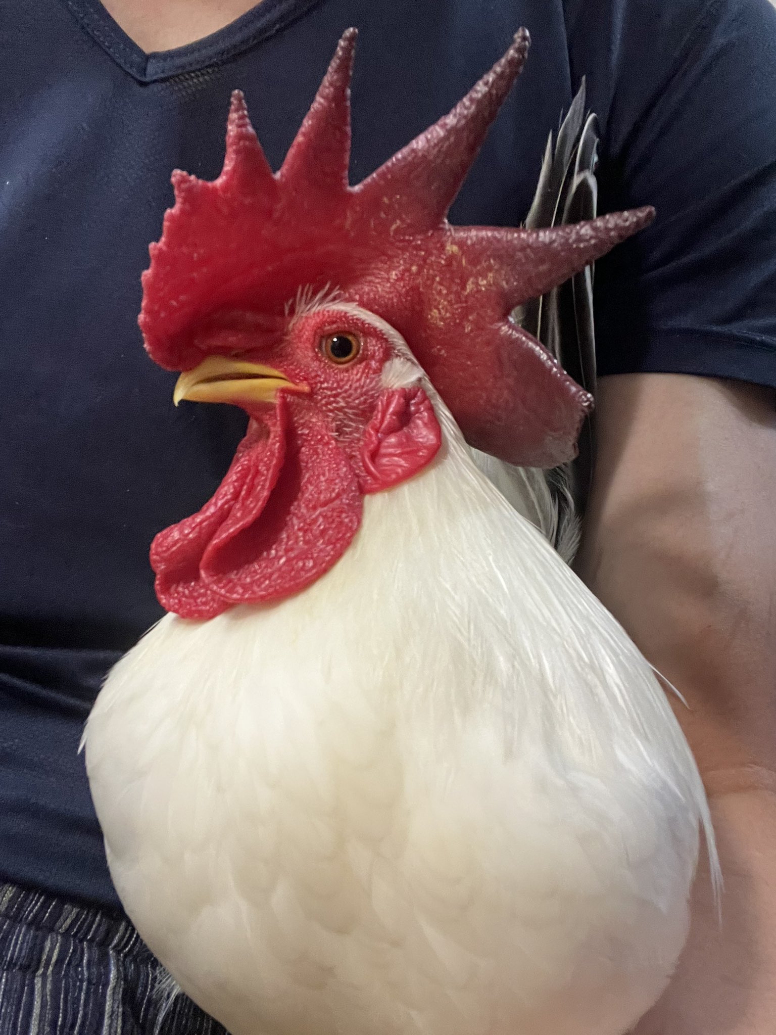 水鳥ツガイ 楽天市場】シンセイ 防鳥具 まいっ鷹 QNZH-1.8-4 鳥よけ カイト