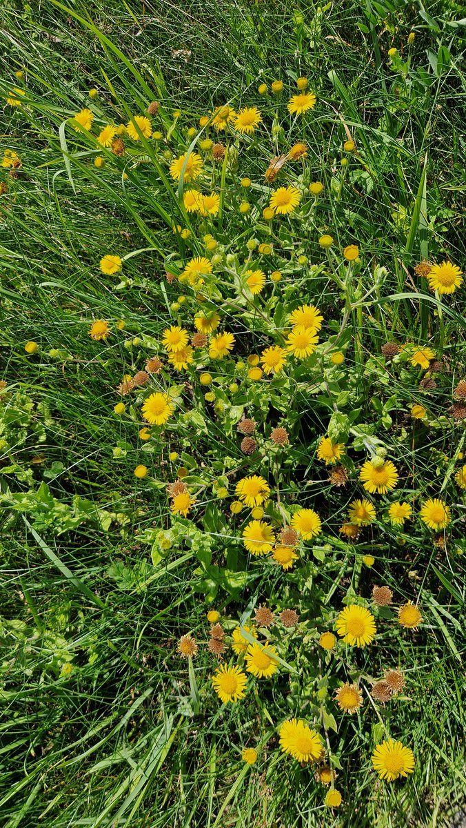 #vrtweer #silsombos #nederokkerzeel