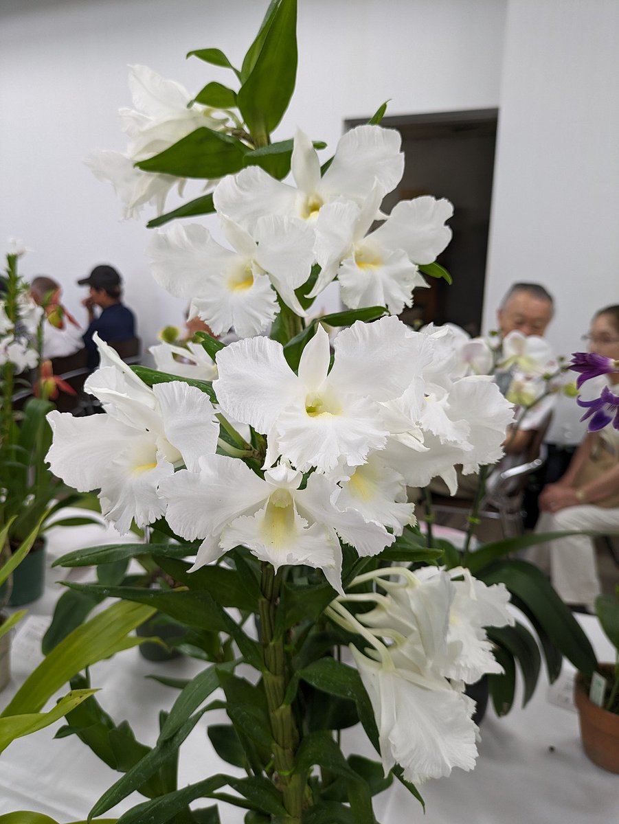 蘭友会_JAOS (@ranyukai_kouhou) / Posts / X