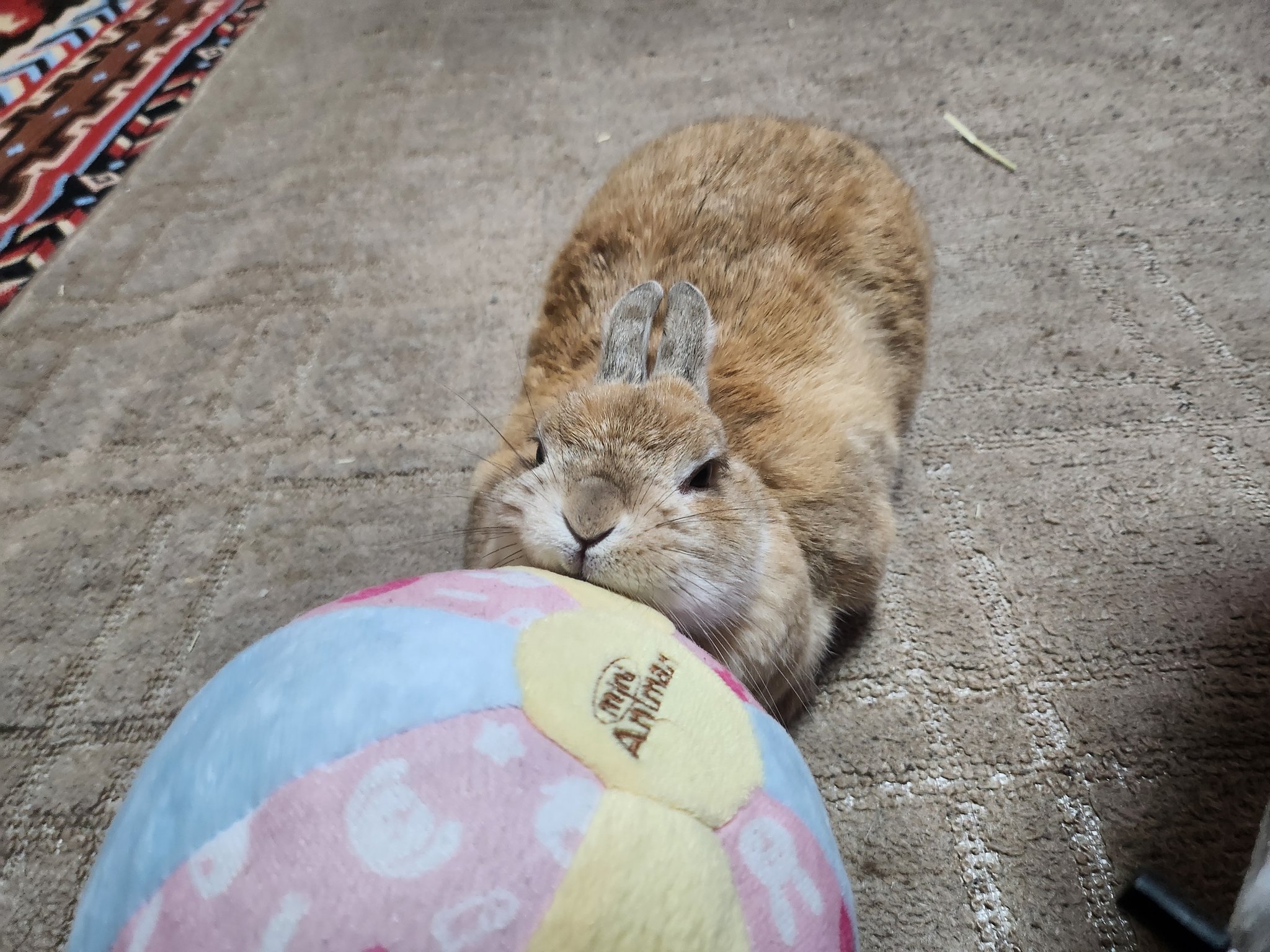 このタグを見た人はめっちゃかわいいうさぎさん貼って - Search / X
