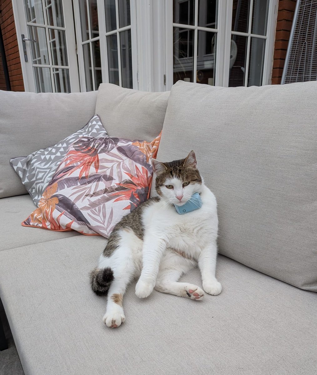 IvanandFelix's tweet image. #tfw you remember the next thing to happen to you will be Monday morning.  🐾

#CatsOfTwitter #CatsOnX #sundaythoughts