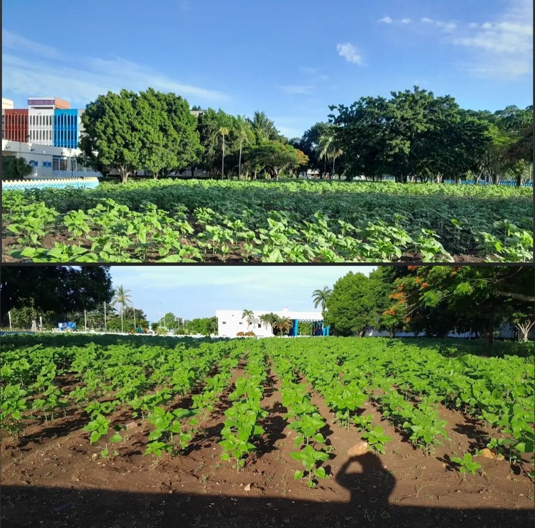 julio Heriberto Gómez Casanova (@jhgcasanova) on Twitter photo Las áreas verdes del Partido provincial en #CiegodeAvila las hemos convertido en un campo de Girasol para contribuir al Autoabastecimiento de alimentos de nuestros cuadros y trabajadores con la producción de aceites vegetales. #SinPerderUnDía #LatirAvileño por #Cuba <a href="/DiazCanelB/">Miguel Díaz-Canel Bermúdez</a> Las áreas verdes del Partido provincial en #CiegodeAvila las hemos convertido en un campo de Girasol para contribuir al Autoabastecimiento de alimentos de nuestros cuadros y trabajadores con la producción de aceites vegetales. #SinPerderUnDía #LatirAvileño por #Cuba <a href="/DiazCanelB/">Miguel Díaz-Canel Bermúdez</a>