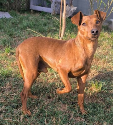 10.08.25 Perdu chien Pinsher marron à Albi (Cantepau). Collier bleu/noir, avec ficelle accrochée. Tél : 07 60 18 96 64 #Tarn (Faire attention, il peut mordre. Peureux).