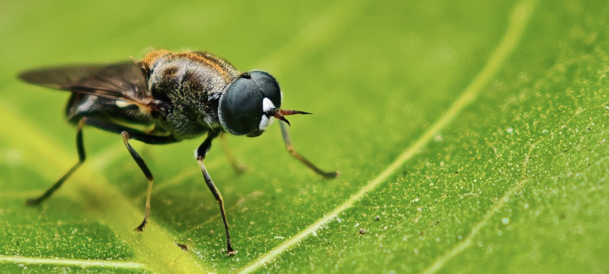 Now the same soldier fly via 3x sensor 

One goodness of Xiaomi 15 ultra is the detail retention 

Sharing the original photo with cropped screenshots 🙌

Shot on #Xiaomi15Ultra #NoEdit