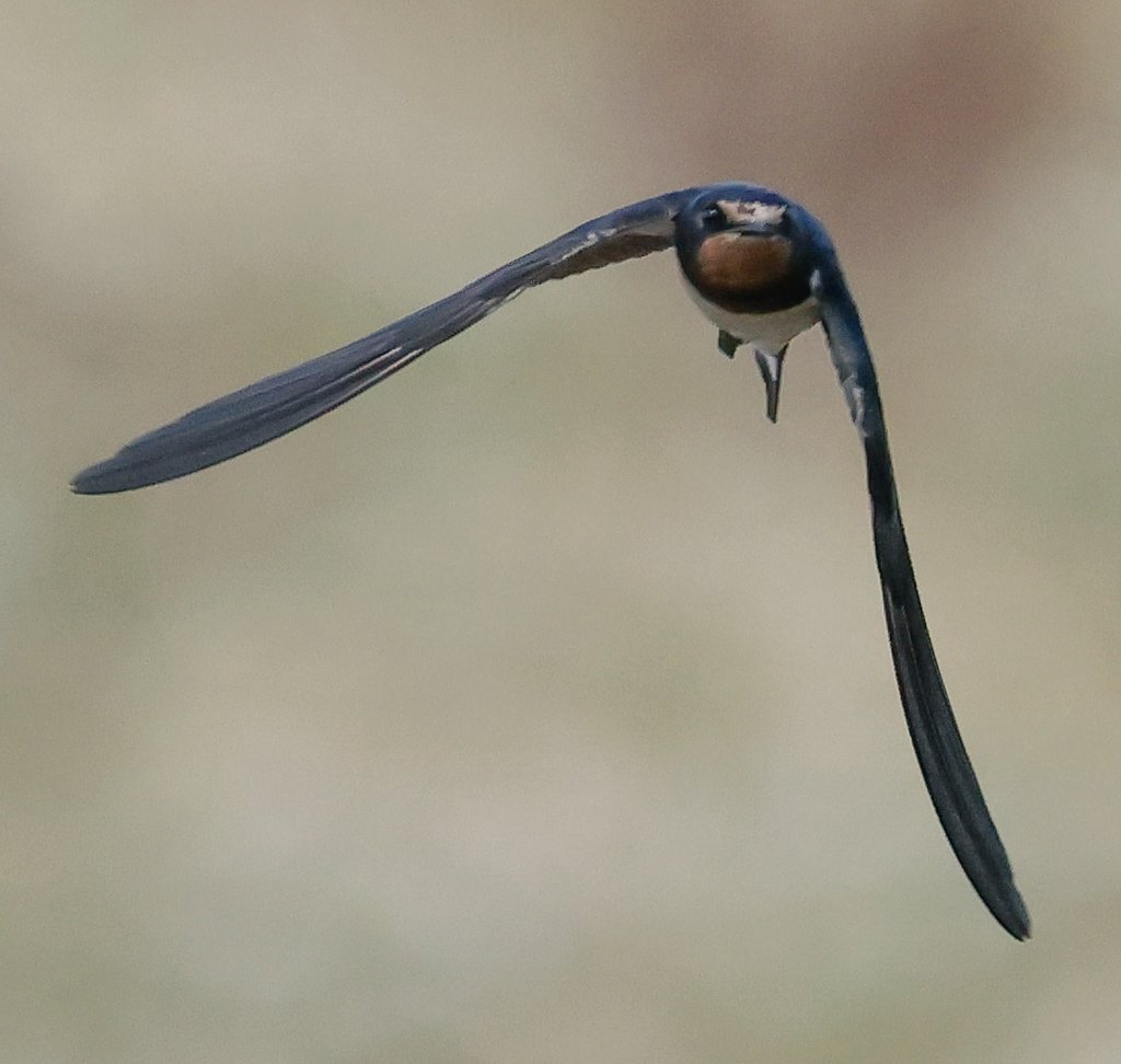 A few hours <a href="/WWTSlimbridge/">WWT Slimbridge</a> yesterday afternoon.