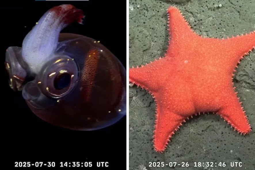 valentinsegk's tweet image. LA TRANSMISION SUBMARINA DESCUBRIO MILES DE ESPECIES DESCONOCIDAS 
EL PULPO DUMBO Y LA ESTRELLA CULONA  FUERON VISTOS POR MILLONES DE PERSONAS
 (VER NOTA HACIENDO CLIK EN EL SIGUIENTE LINK)
valepiensayreflexiona.blogspot.com/2025/08/la-tra… 

#EstrellaCulona #PulpoDumbo  #Expedicion