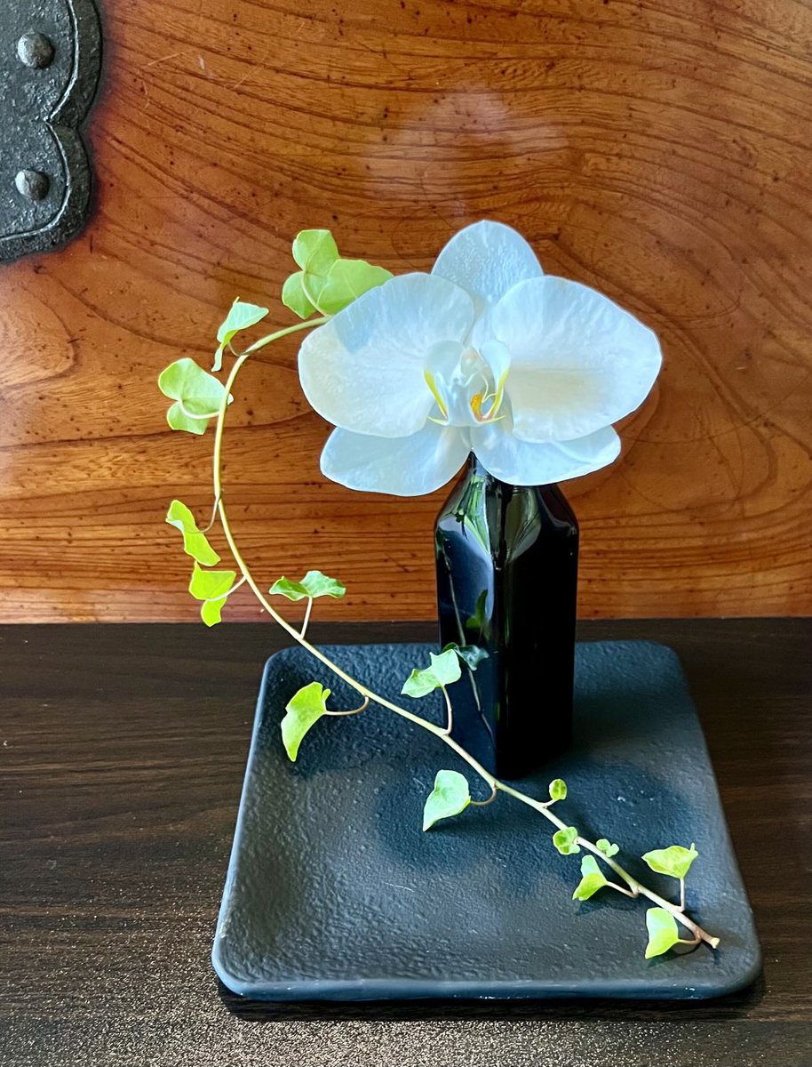 暑い日々、気持ちだけでも涼やかに
グリーンを飾ってみませんか？

気に入った草花を、お好きな花器に
生けていただきます🌱
姿や香りを楽しんだ草花は
その場でお持ち帰りOK！
水栽培や挿し木など、その後
楽しめる植物もご用意いたします♪

日時：8/23(土)12時〜16時
所要時間：約15分
料金：¥300