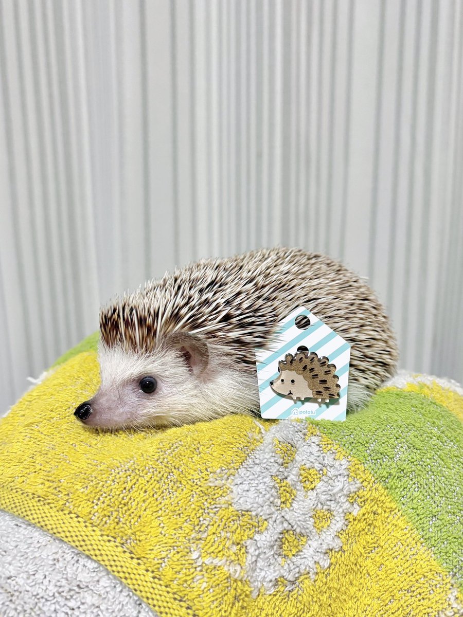 ふらっと入った雑貨屋さんでたまたま見つけたはりねずみのブローチ🦔❤︎

むふふ、どこに付けよっかな
