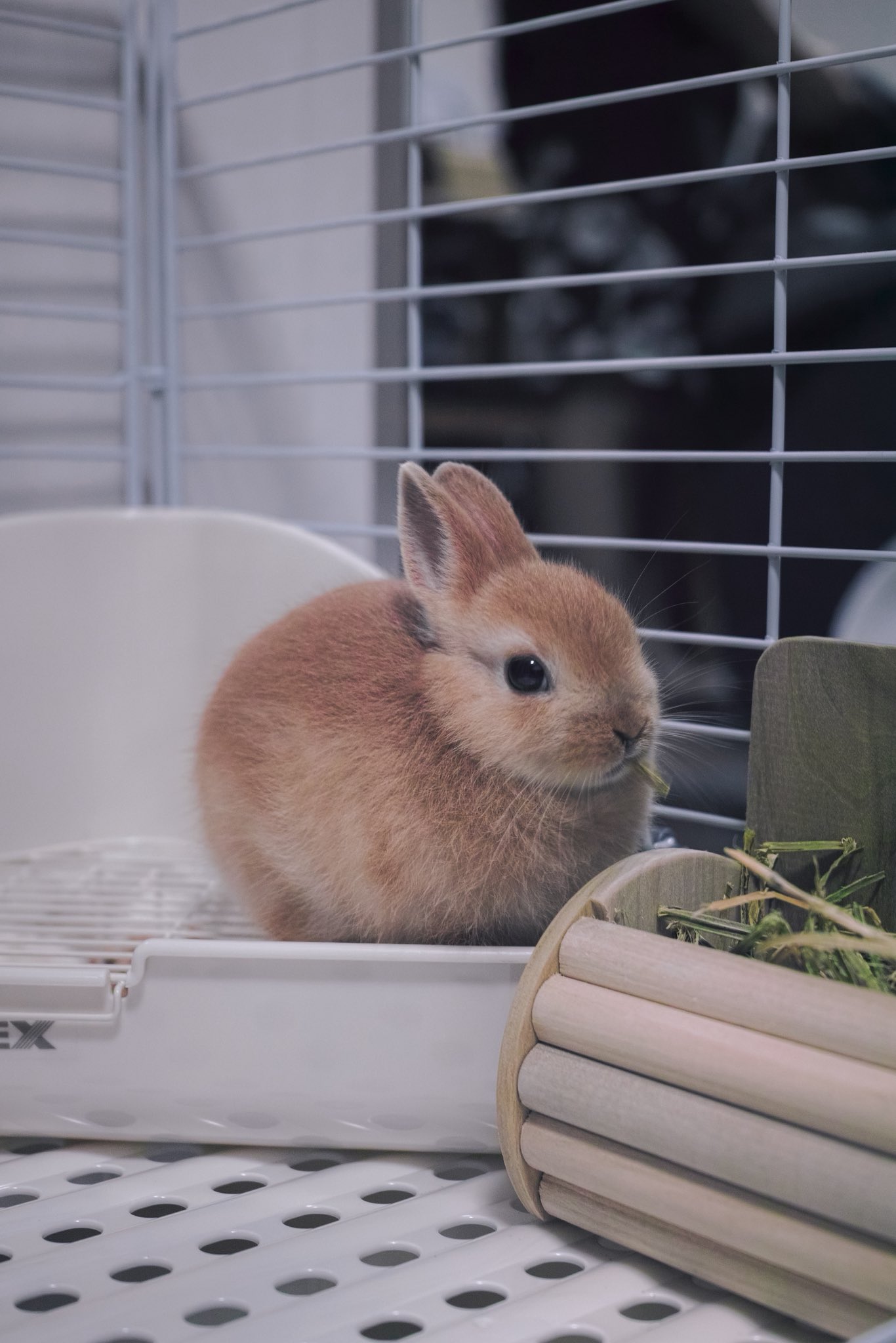 まおち on X: 