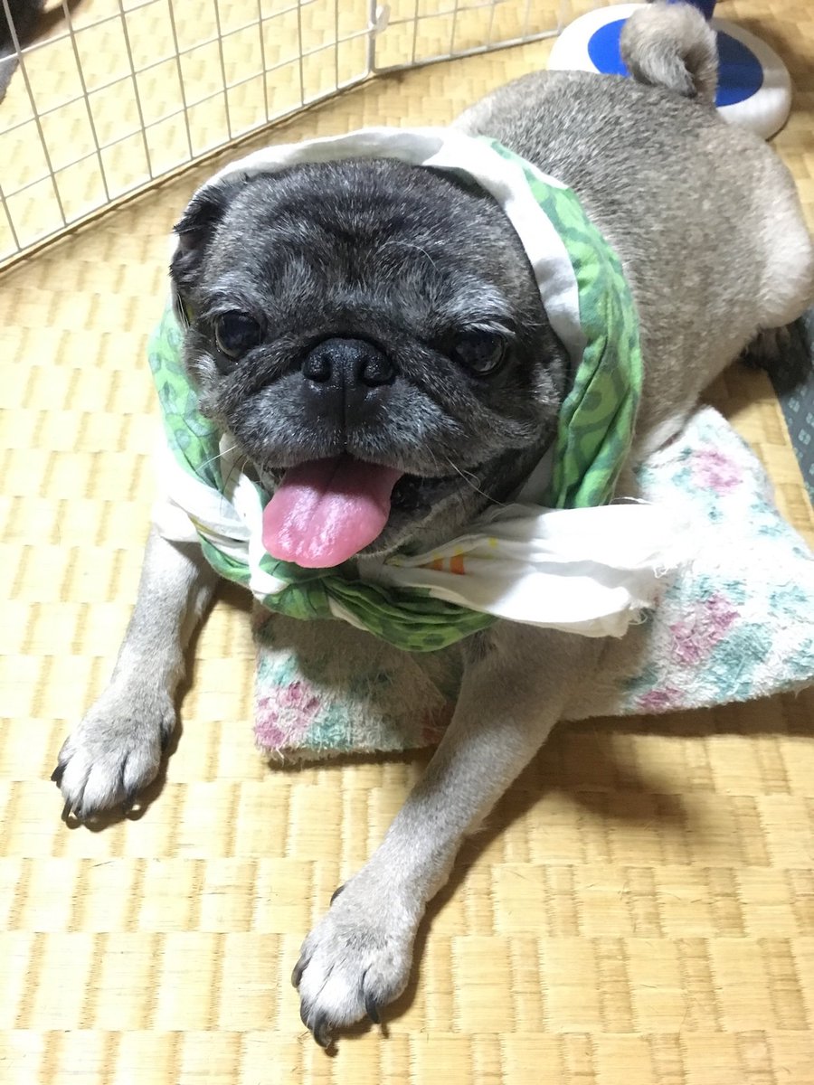 paya_paya_chan's tweet image. ほっかむり姿のプリンちゃんの写真も見つけたので追加☺️
パグの日は毎年暑いよね、冷房必須です
2017年撮影

#パグの日