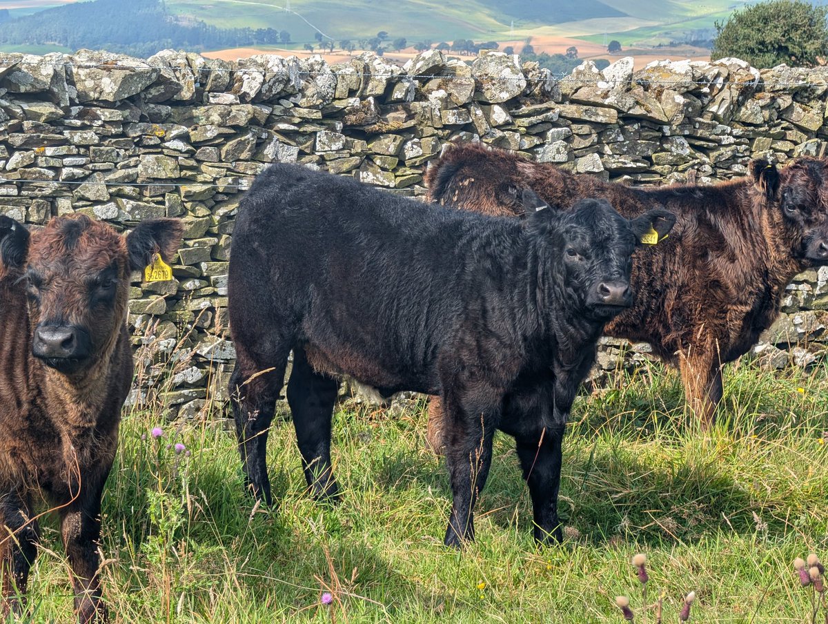 Galloway calves starting to fill out. Cross-bred calf is a Saler x out a 2 year old heifer. #nativebreeds #organicfarming