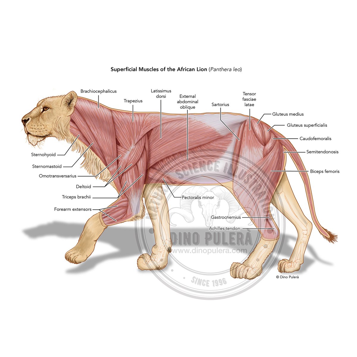 Happy World Lion Day!

This annual event not only celebrates the most majestic of the big cats but also aims to raise awareness of the challenges that this vulnerable species faces and to gather support for their conservation
#SciArt #AnimalAnatomy, #anatomy, #WorldLionDay