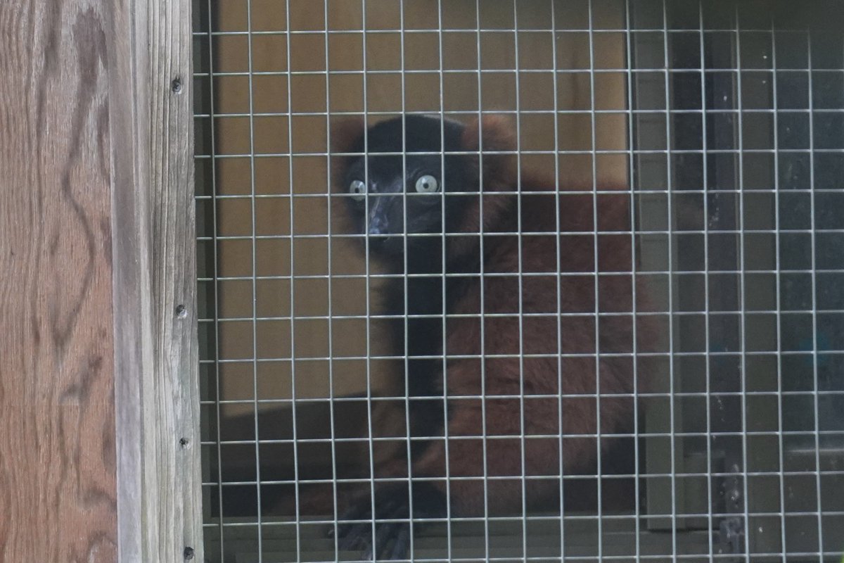 珍しいところにいた🧡

#アカエリマキキツネザル　#埼玉県こども動物自然公園　#ヒロ