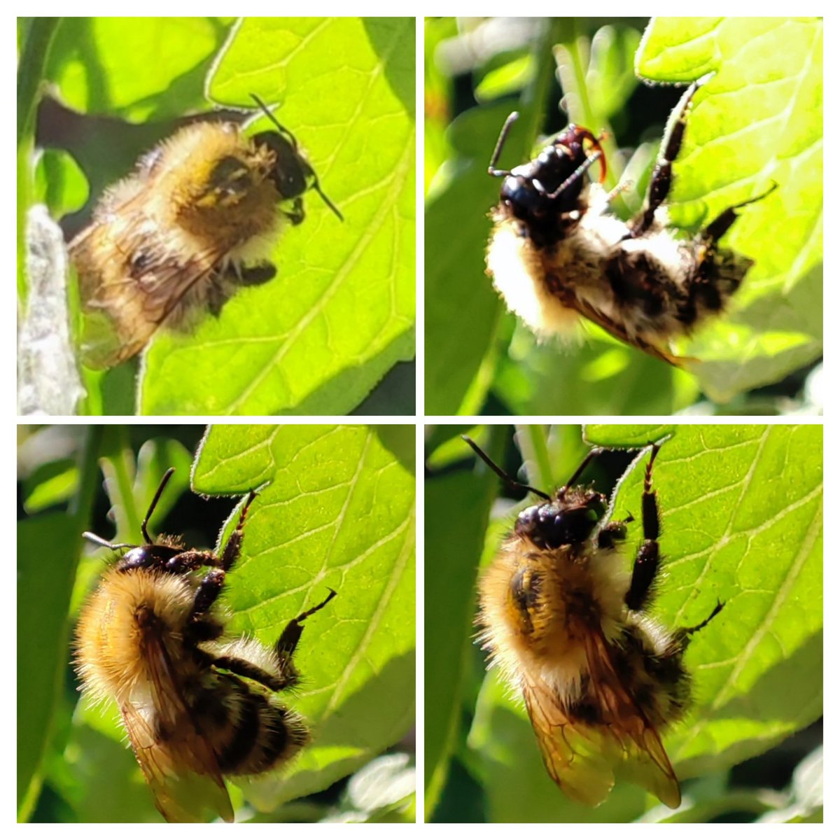 Vicki Hird MSc FRES 🐝🦋 🍃💚🍃 tweet media