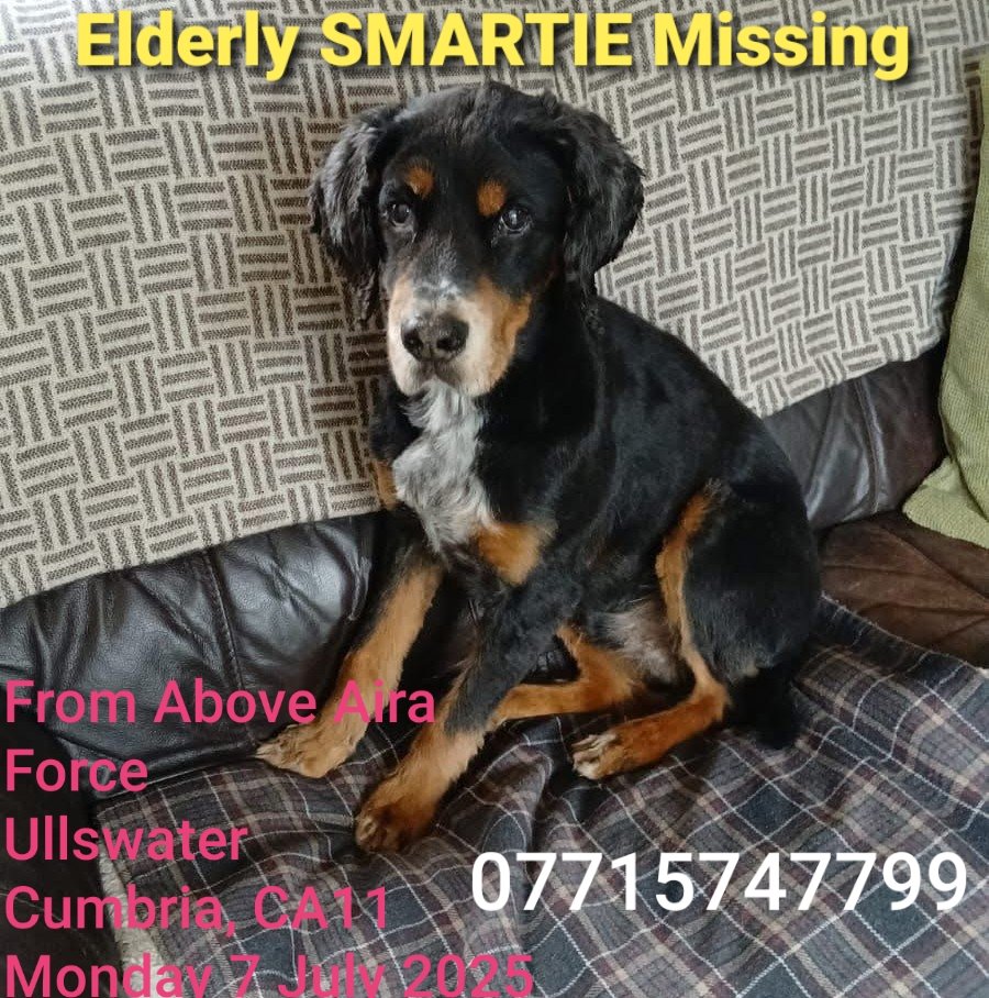 🐕 SMARTIE is still #missing he went missing 7 July 2025 from Above Aira Force, Ullswater #Penrith #Cumbria #CA11 
Very friendly dog wearing a blue collar with tag on.
He is deaf! 
He is in an unfamiliar area as was on holiday.
Any info please contact immediately #stolendoghour