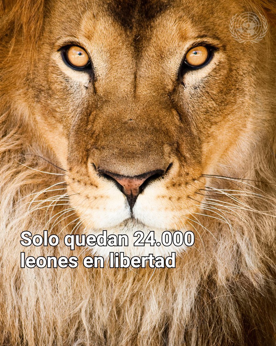 Hace menos de 100 años, 200.000 leones recorrían África.
Hoy quedan solo 24.000.
La caza furtiva y la pérdida de hábitat los están llevando al límite.

Este #DíaDeLosLeones, protejamos al rey de la selva antes de que sea demasiado tarde.