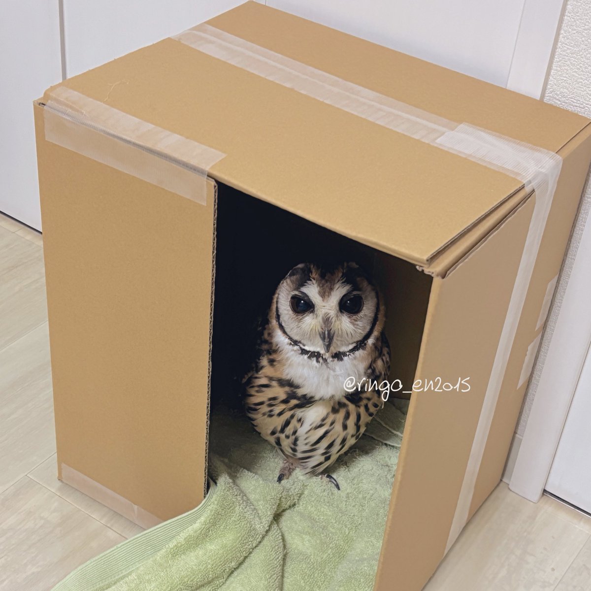 りんごさんの新別荘📦(✪◊✪)まえのより、せまいわねー