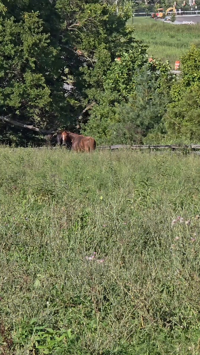 Mane_Characters's tweet photo. Nash (Nashua’s Honor) and his best wingman, Fred, having a day! 

It’s hard to believe Nash was near death 8 months ago, he’s come a long, long way. To see him cantering through the field, looking so beautiful,  is why we do what we do. If you’d like to help us help them, here’s our donate link:
https://t.co/S4q6TdbRwx
@RACEFund 

#wherehorsesheal
