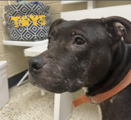 NMBewitched's tweet photo. #BlackDogAwareness
#DOGust
Beauty
Judged by a past she had no control over
Scarred, abused yet her heart is full of forgiveness
Beauty is looking for kindness, love in a cold cruel world. Playful & loving to her soul
She needs #Pledge4Rescue & a #Foster to save her life https://t.co/1Cfmrv7yAr