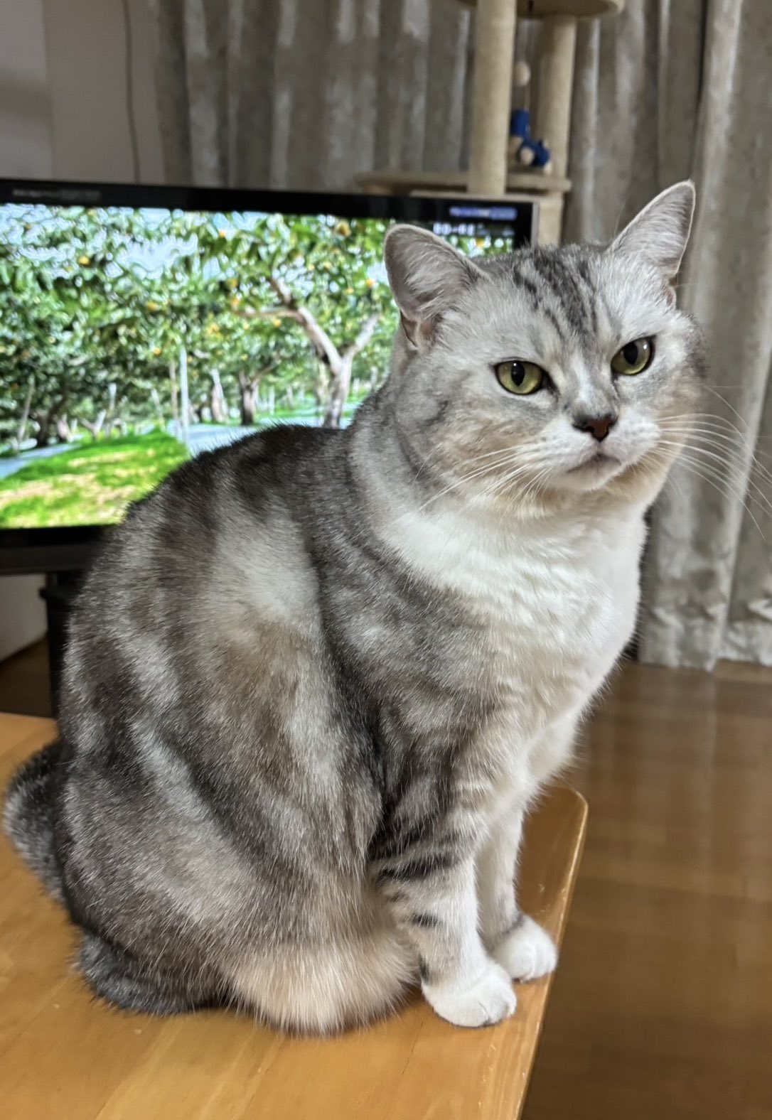 ひなた on X: 