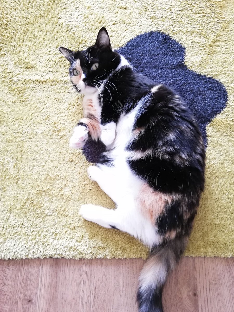 5年程前に虹の橋を渡ってしまった猫、ひじきにお花を買ってきました🐱💐

今回は岩倉市に1月にオープンしたばかりの、花・色・デザイン研究所さんでお願いしましたよ😊