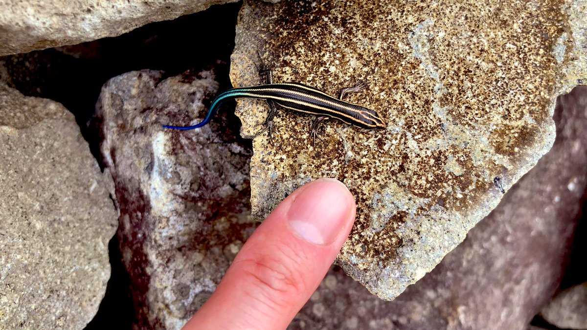 今日も小山を散策。
山頂のケルンにミヤマクワガタと赤ちゃんトカゲが現れてラッキー。