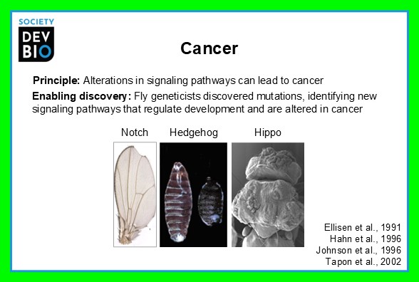 Richard Behringer (@rrbehringer) on Twitter photo Fundamental discoveries in developmental biology & their impact on biomedical research. A set of 12 talking points highlighting dev biol discoveries can be downloaded from <a href="/SocDevBio/">Society for Developmental Biology</a> webpage as ppt slides & posters. bit.ly/3H86pbc Fundamental discoveries in developmental biology & their impact on biomedical research. A set of 12 talking points highlighting dev biol discoveries can be downloaded from <a href="/SocDevBio/">Society for Developmental Biology</a> webpage as ppt slides & posters. bit.ly/3H86pbc