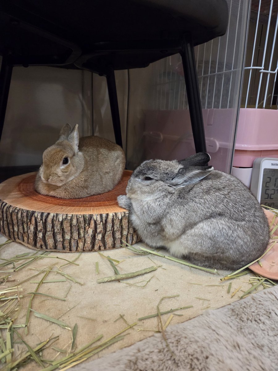 うさぎの卯(う)＆讃(さ) on X: 