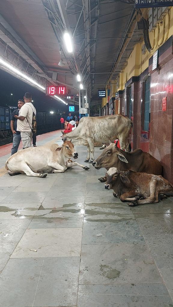 #railwayminister ये है पाकुर काplatform No 1 का दृष्य । यह किसकी जिम्मेदारी है । कोई दर्गघटना भी हों सकती है। क्या यह रेलवे कर्मचारी की लापरवाही नहीं है।