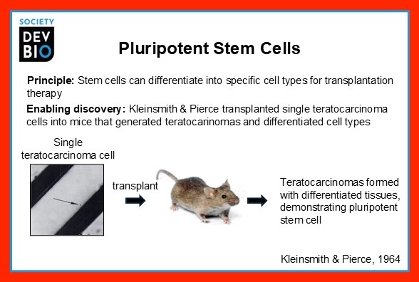 Fundamental discoveries in developmental biology &amp; their impact on biomedical research. A set of 12 talking points highlighting dev biol discoveries can be downloaded from <a href="/SocDevBio/">Society for Developmental Biology</a> webpage as ppt slides &amp; posters. bit.ly/3H86pbc