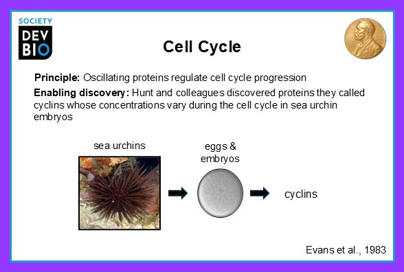 Fundamental discoveries in developmental biology &amp; their impact on biomedical research. A set of 12 talking points highlighting dev biol discoveries can be downloaded from <a href="/SocDevBio/">Society for Developmental Biology</a> webpage as ppt slides &amp; posters. bit.ly/3H86pbc