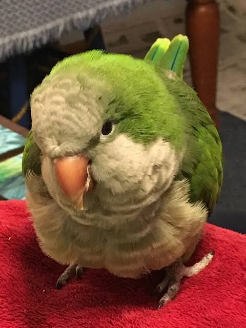 ryuuwe's tweet photo. who is that fat stupid green parrot https://t.co/aRFZRgmdZc